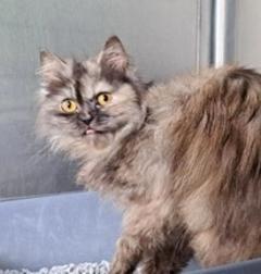 Fundkatze
