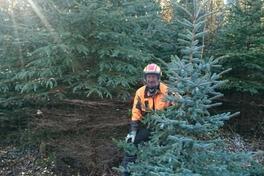 500 Bäume für den Weihnachtsmarkt aus dem Brandenburger Stadtwald