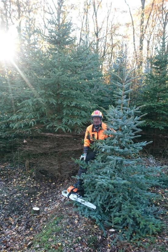 500 Bäume für den Weihnachtsmarkt aus dem Brandenburger Stadtwald
