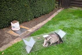 Waschbär in einer Drahtgitterfalle
