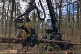 Holzeinschlag im Stadtwald schreitet voran