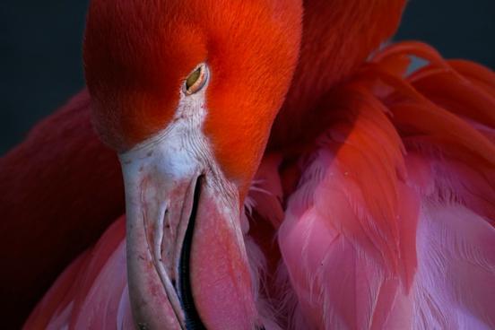 Bild eines Flamingos, der den Kopf auf dem Oberkörper ablegt.