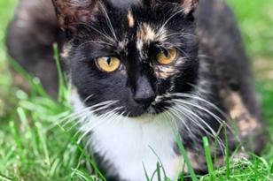 grauweiße Katze hockt im Gras.