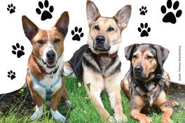 Tiere suchen ein Zuhause