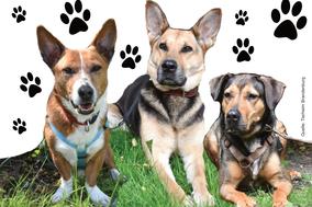 Tiere suchen ein Zuhause
