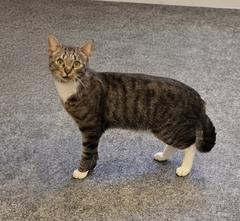 weiß-braun-getigerte Katze.