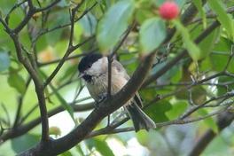 Vogelstimmenwanderung durch den Krugpark