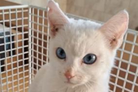 weiße Katze