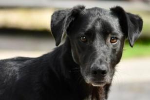 schwarzer Hund schaut nach vorn.