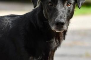 schwarzer Hund schaut nach vorn.
