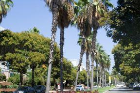 Straßenzug mit Palmen