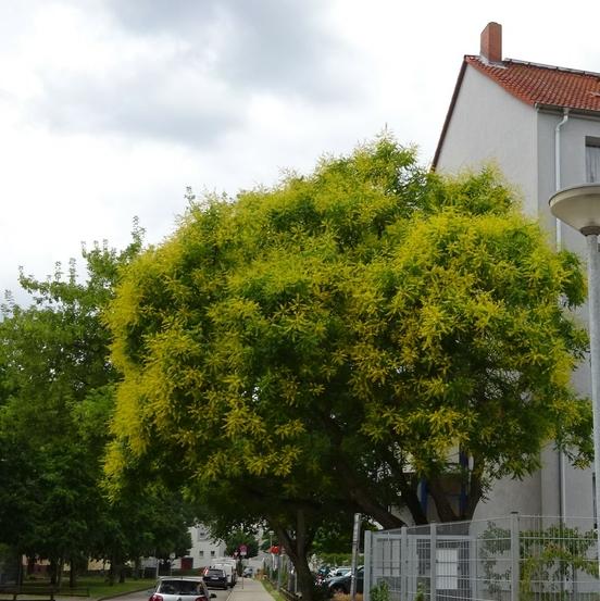 Naturdenmal 27: Blasenbaum (Koelreuteria paniculata) an der Kurt-Wabbel-Straße