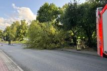 Umgekippter Baum liegt auf Straße