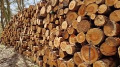 Holzstapel im Wald.