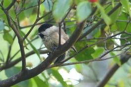 Sumpfmeise auf dem Ast