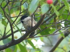 Sumpfmeise auf dem Ast