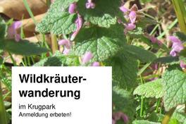 Wildkräuter unter fachkundiger Anleitung kennen lernen