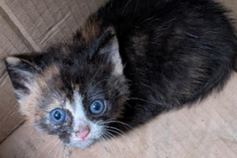 Katzenbaby sitzt ängstlich in einem Pappkarton.