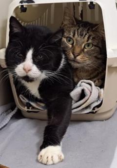 Caruso und Kaya in der Box.