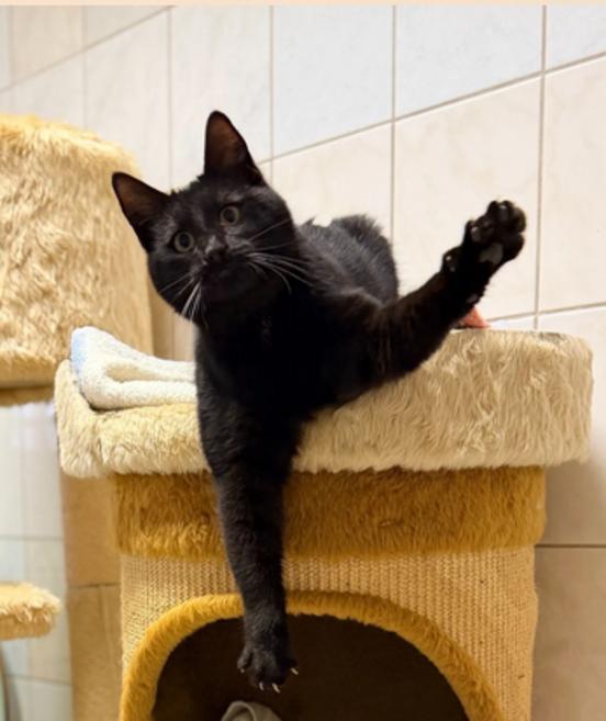 Billy tanzt auf dem Katzenhaus.