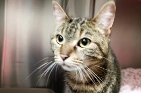 Diese getigerte Katze wurde in der Silostraße entdeckt.