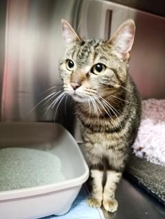 Diese getigerte Katze wurde in der Silostraße entdeckt.