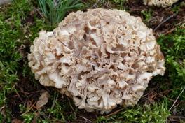 Pilzwanderung im Krugpark