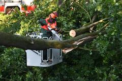 Kamerad zersägt Baum
