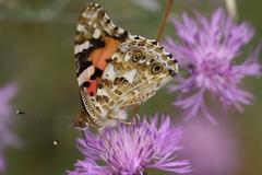 DistelfalterFoto: Bodo Rudolph