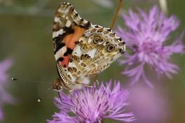 12. Ökofilmtour – Brandenburger Festival des Umwelt- und Naturfilms 2017  im Krugpark