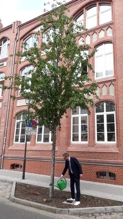 Bürgermeister Müller gießt einen Baum