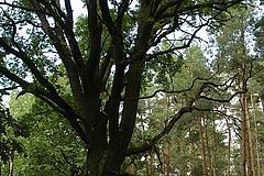 ND 6: 19 Eichen (Quercus robur)