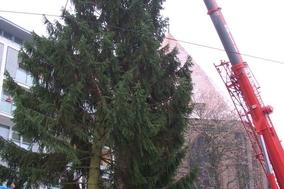 Fielmann-Tanne in der Havelstadt eingetroffen