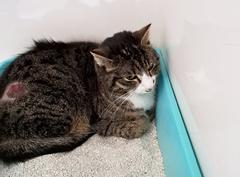 grau gestreifte Katze mit weißer Schnautze und weißem Latz sitzt verletzt, aber versorgt in einer Katzentoilette