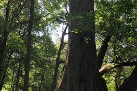 Ausschreibungen im Bereich Forsten