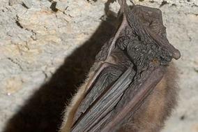 Fledermausnacht im Naturschutzzentrum Krugpark