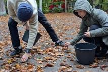 Die Eicheln wurden in Eimern gesammelt. Hier von einer Frau und einem Jugendlichen.