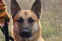 Schäferhund-Mix Ranger