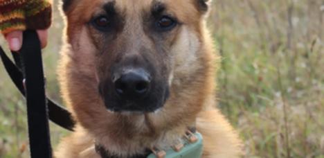 Schäferhund an der Leine