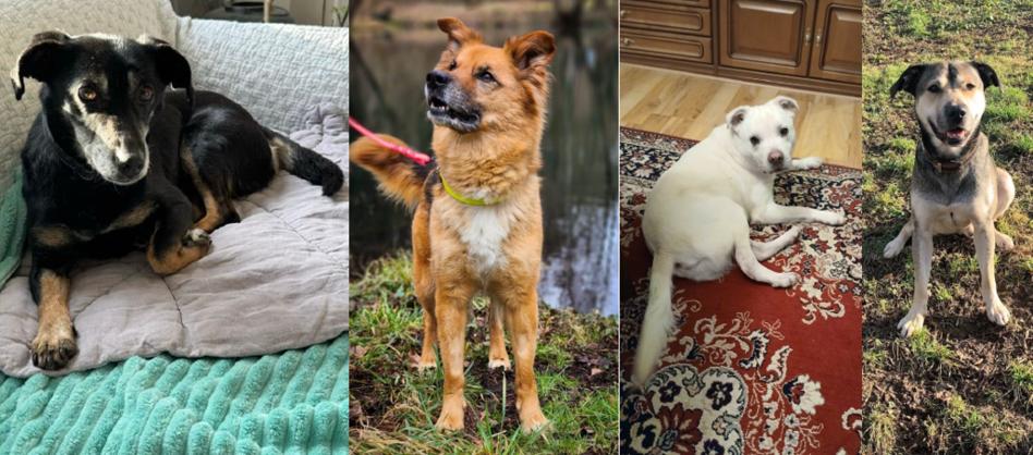 Abbildungen von vier Hunden.