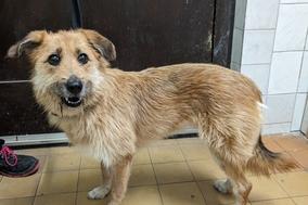 ausgesetzte Hündin