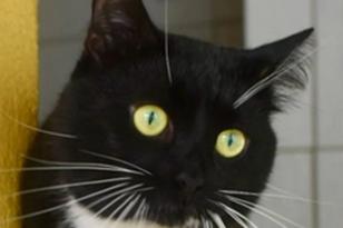 schwarz-weißer Kater schaut von einer Treppenstufe herab.
