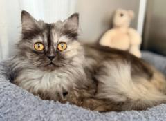 Wuschlige Katze liegt auf einer Decke.