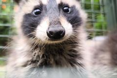 Waschbär schaut aus dem Käfig.