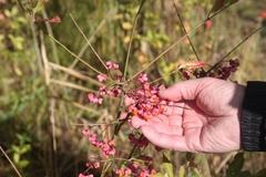 Die Belange des Natur- und Umweltschutzes genießen bei der "Inselverschiebung" höchste Priorität.