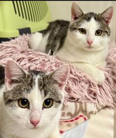 grau-weiß getigerte Katzen.