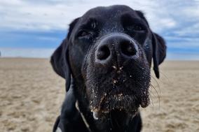 Hunde sind des Menschen Freund und werden manchmal dennoch zu einem Fund- oder Verwahrtier für die Kommune.