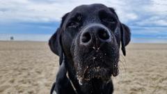 Hunde sind des Menschen Freund und werden manchmal dennoch zu einem Fund- oder Verwahrtier für die Kommune.