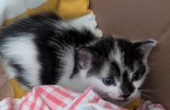 Schwarz-weiße Babykatze aus Plaue.