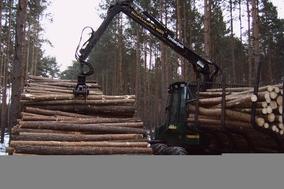 Holzerntearbeiten beginnen im Revier Altstadt Forst